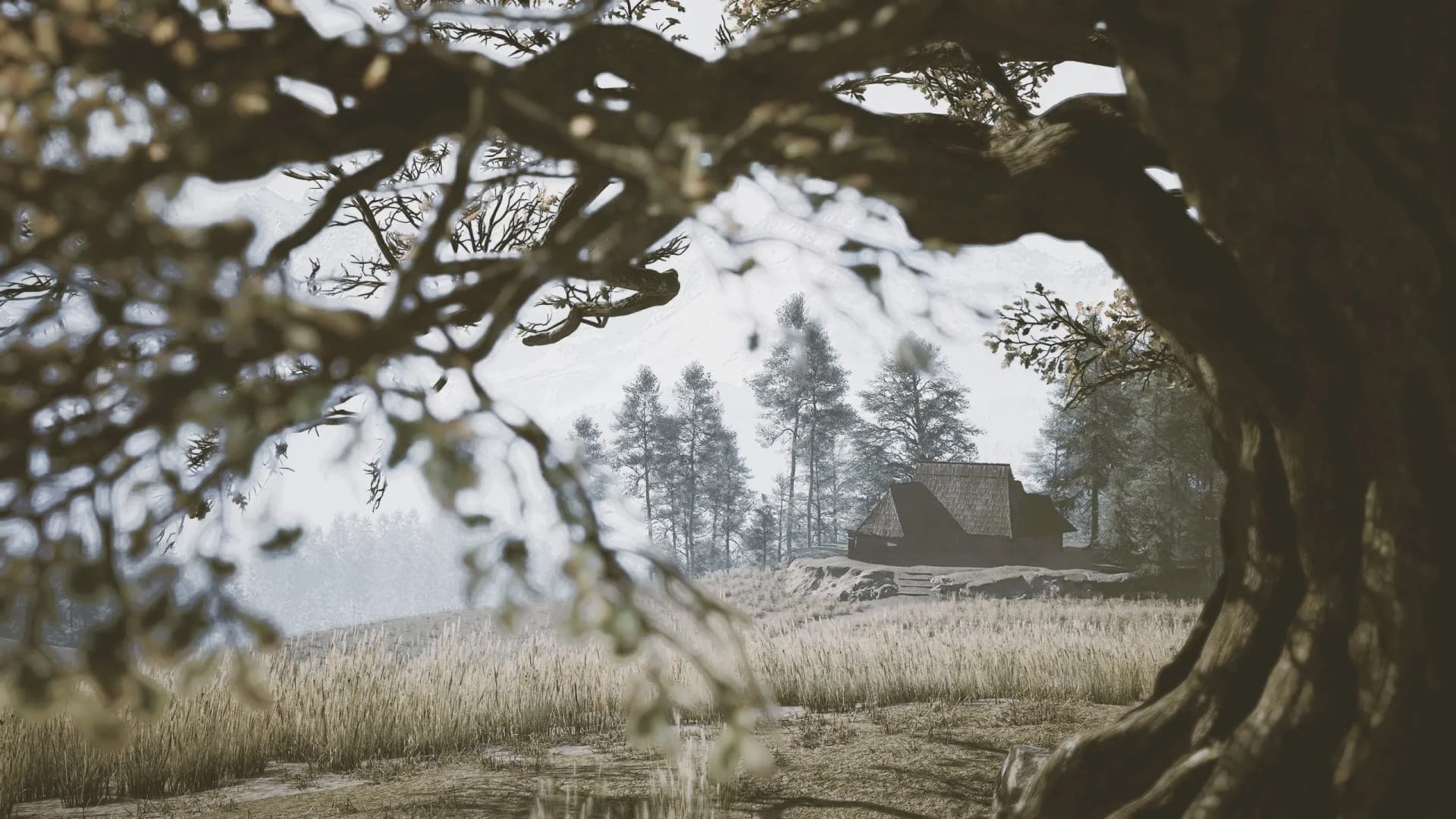A wooden house framed by twisting tree branches in The Blood of Dawnwalker.